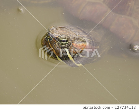 Red-eared slider swimming in the pond Red-eared slider swimming in the pond 127734118