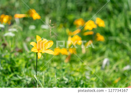 "Aomori Prefecture" Day lilies blooming on Tanesashi Coast, Hachinohe City 127734167