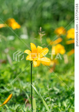 "Aomori Prefecture" Day lilies blooming on Tanesashi Coast, Hachinohe City 127734168