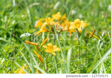 青森縣八戶市種差海岸盛開的萱草 青森縣八戶市種差海岸盛開的萱草 127734171