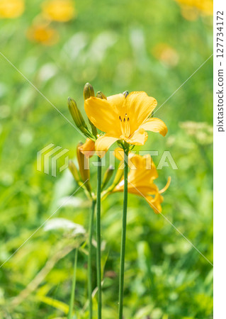 青森縣八戶市種差海岸盛開的萱草 青森縣八戶市種差海岸盛開的萱草 127734172