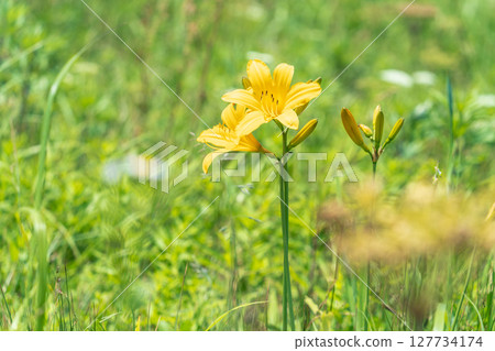 青森縣八戶市種差海岸盛開的萱草 青森縣八戶市種差海岸盛開的萱草 127734174