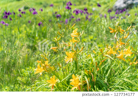 "Aomori Prefecture" Day lilies blooming on Tanesashi Coast, Hachinohe City 127734177