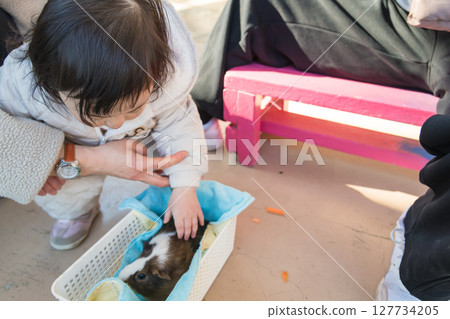 [相模原市麻溝公園動物遊樂區，一歲兒童正在觀察天竺鼠] 127734205