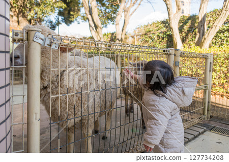 [A one-year-old child touching a sheep at the animal play area in Sagamihara City Asamizo Park] 127734208