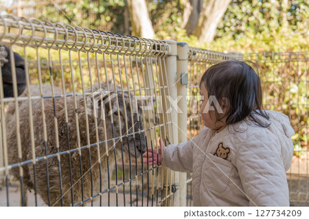 [相模原市麻溝公園動物遊樂區，一歲兒童正在觸摸綿羊] 127734209