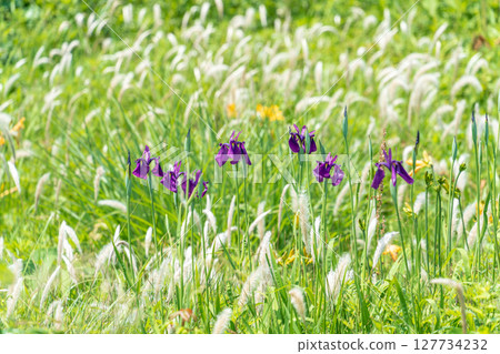 "Aomori Prefecture" Iris flowers blooming on Tanesashi Coast, Hachinohe City "Aomori Prefecture" Iris flowers blooming on Tanesashi Coast, Hachinohe City 127734232