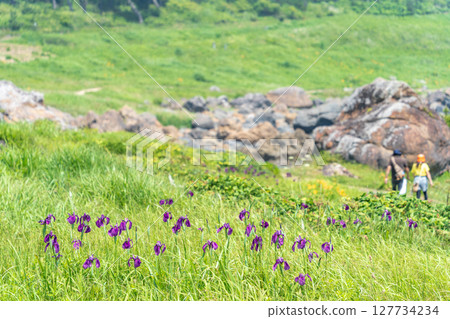 "Aomori Prefecture" Iris flowers blooming on Tanesashi Coast, Hachinohe City "Aomori Prefecture" Iris flowers blooming on Tanesashi Coast, Hachinohe City 127734234