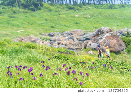 "Aomori Prefecture" Iris flowers blooming on Tanesashi Coast, Hachinohe City 127734235