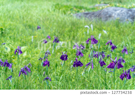 青森縣八戶市種差海岸的鳶尾花盛開 127734238