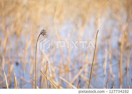 Dead lotus fruit 127734282