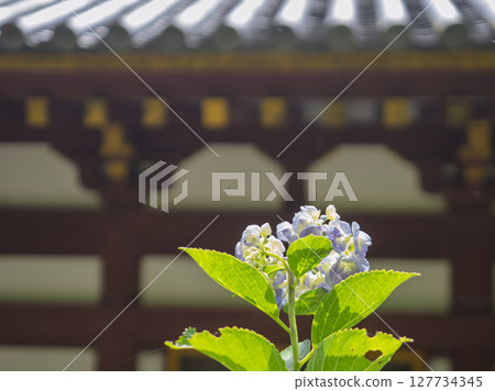 Hydrangea flowers blooming behind the main hall Hydrangea flowers blooming behind the main hall 127734345