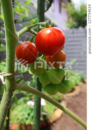 在種植園中種植的紅櫻桃番茄 在種植園中種植的紅櫻桃番茄 127734634