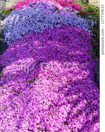 春季公園,地上盛開著粉紅色花朵 / 東藻琴芝櫻公園盛開 春季公園,地上盛開著粉紅色花朵 / 東藻琴芝櫻公園盛開 127734635