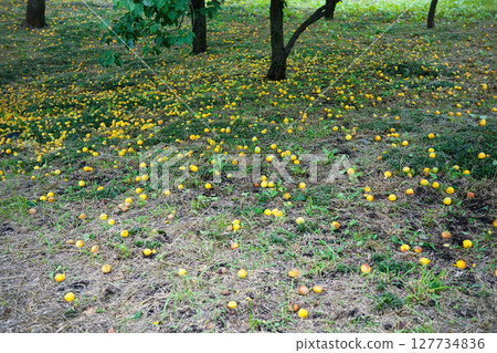 Plum fruits that fell to the ground 127734836