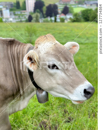Dairy cow with neck bell stands in ush green pasture in Appenzell Ausserrhoden region of Switzerland green fields typical of Swiss agricultural terrain. 127734864