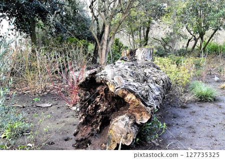 A small squirrel on a fallen, dead and rotting tree A small squirrel on a fallen, dead and rotting tree 127735325