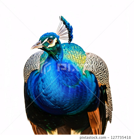 A vibrant peacock with a shimmering blue neck and a colorful crest, isolated on a white background 127735418