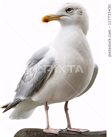A seagull with a white head and a blue-grey body, standing on a brown surface A seagull with a white head and a blue-grey body, standing on a brown surface 127735430