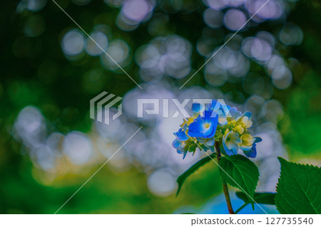 White and blue hydrangea flowers 127735540