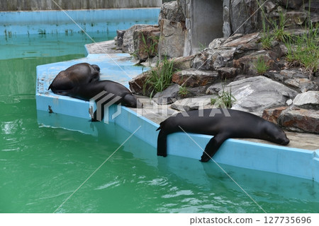 California seal resting 127735696
