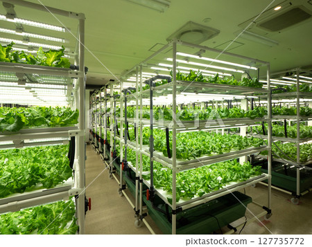 Lettuce cultivation in a plant factory Lettuce cultivation in a plant factory 127735772
