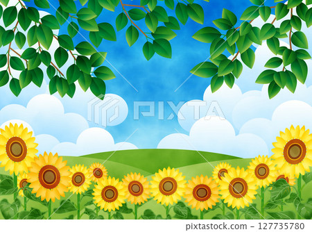 Landscape with blue sky and sunflower field 127735780