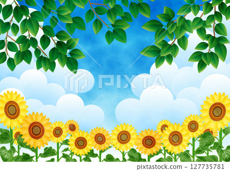 Landscape with blue sky and sunflower field 127735781