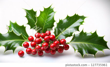 A close-up of a holly branch with vibrant red berries and glossy green leaves against a white background 127735961