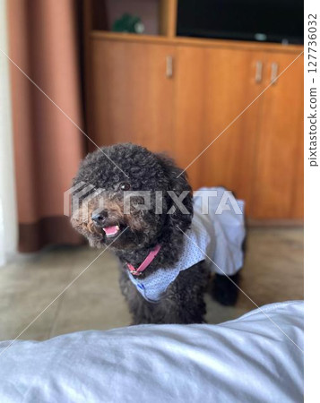 Black Toy Poodle with Blue Dress 127736032