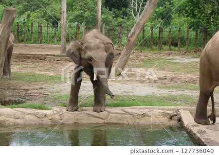 Asian elephant photographed at Kota Kinabalu Zoo | The charm of this giant elephant living in a natural environment Asian elephant photographed at Kota Kinabalu Zoo | The charm of this giant elephant living in a natural environment 127736040