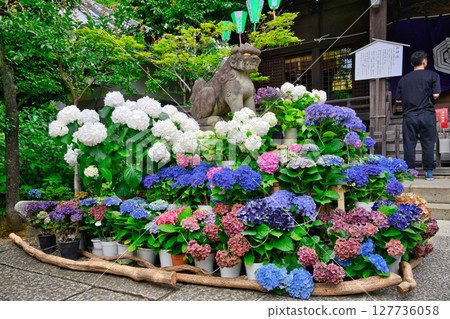 Bunkyo Hydrangea Festival at Hakusan Shrine, Bunkyo Ward, Tokyo 127736058