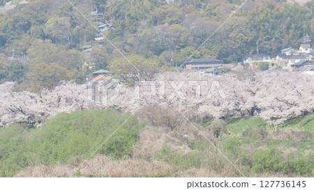 Cherry Blossoms in Kyoto - Iwashimizu Hachiman - Sewari Embankment③ 127736145