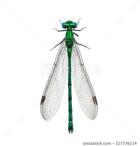 A vibrant green damselfly with translucent wings, centered on a clean white background 127736214