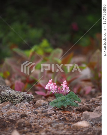 Cumkusa Cumkusa 127736896