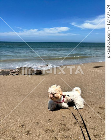 dog on the beach 127737374