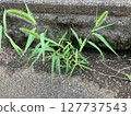 Green foxtail growing in cracks in asphalt 127737543