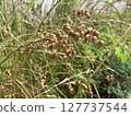 Fruit of the kobansou (small coin grass) swaying in the wind 127737544