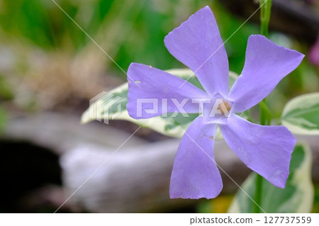 Turnishitis花 127737559