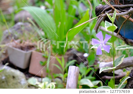 Periwinkle Periwinkle 127737659