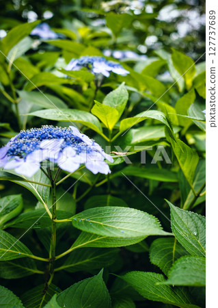 藍色繡球花 127737689