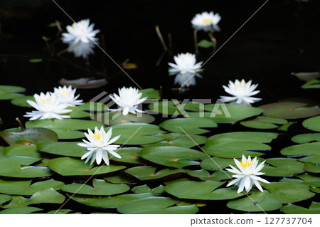 翩翩起舞的蓮花 127737704