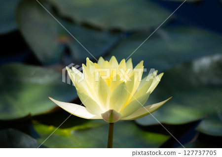 黃色發光蓮花 127737705