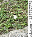 A cabbage white butterfly alights on the roadside 127737779