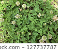White clover and clover leaves in clusters 127737787