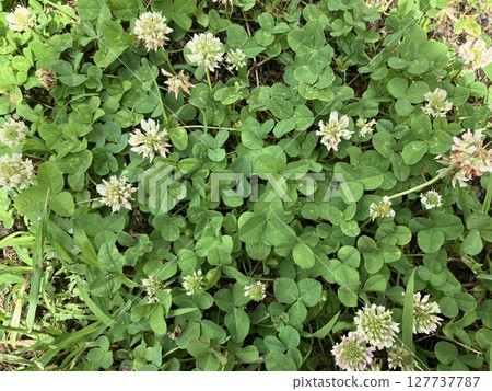 White clover and clover leaves in clusters 127737787