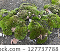 Texture of moss and fallen leaves growing on the ground 127737788