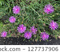Vividly blooming daisy flowers 127737906