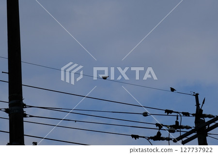 Wild birds perching on electric wires Wild birds perching on electric wires 127737922