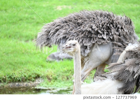 Ostrich in the grassland Ostrich in the grassland 127737969